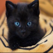 اوکی اما وایبی که گربه سیاه میده >>>>>>>>>>>♡