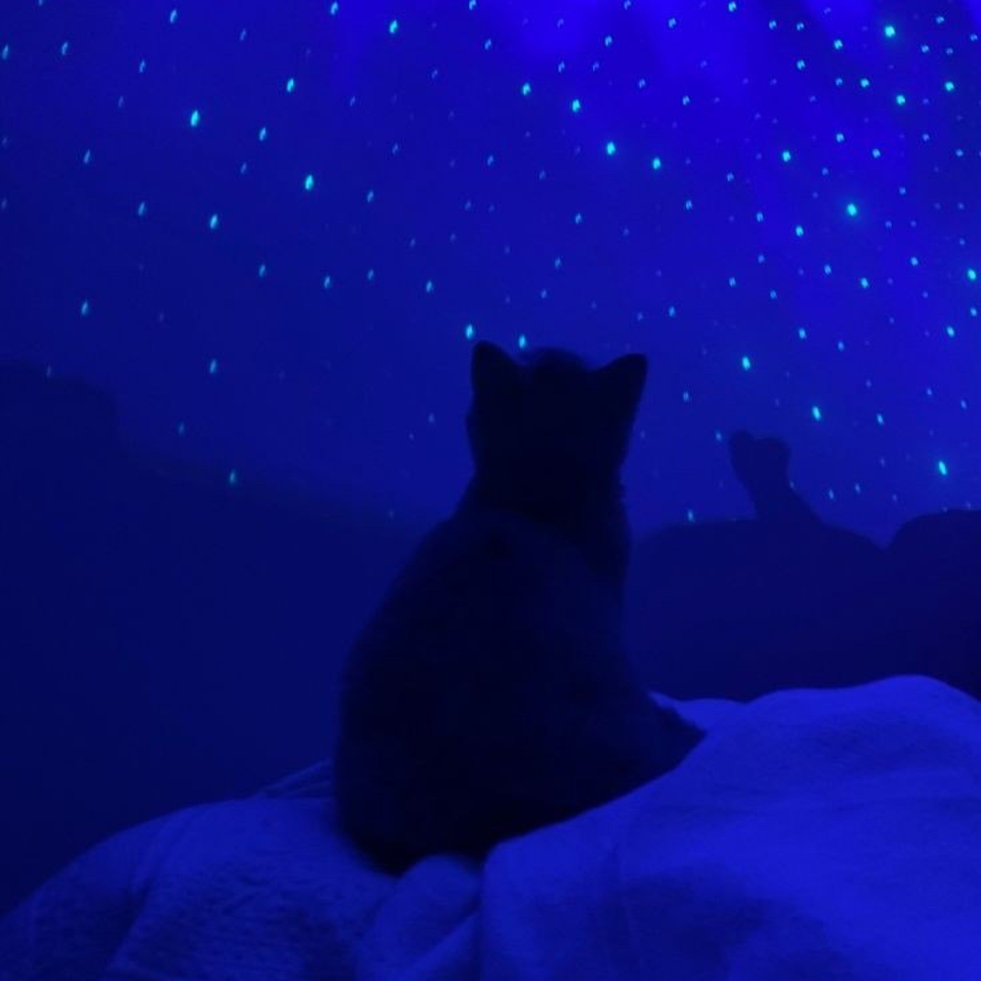 🐈‍⬛️#ᴄᴀᴛ💙 ‌‌‌‌ ‌‌ 