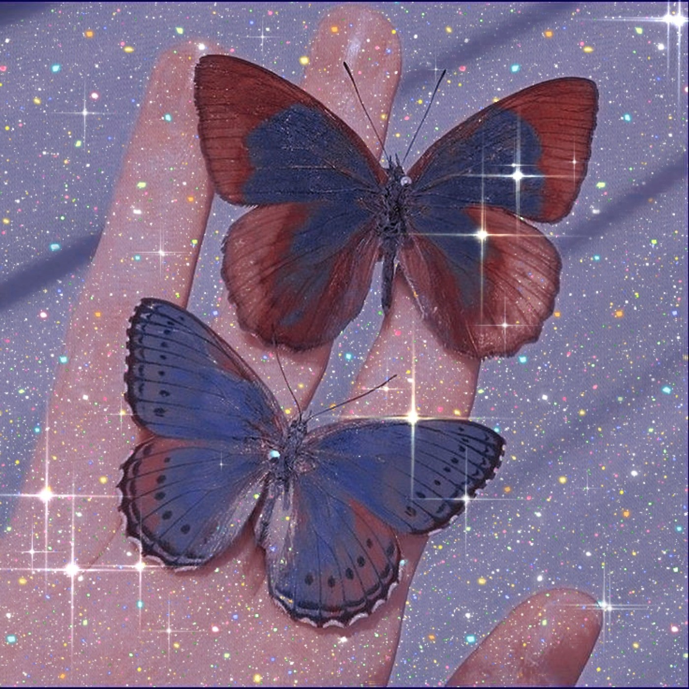 ✿ aesthetic butterfly pic ‌‌‌‌‌‌‌