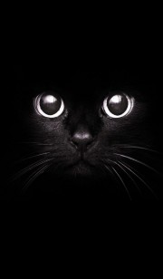 والپیپر برای موبایل گربه سیاه .