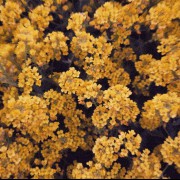 عکس هنری از طبیعت .گل های زرد و خاص