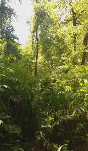 جنگل گیسوم:جنگلی در رشت در استان گیلان