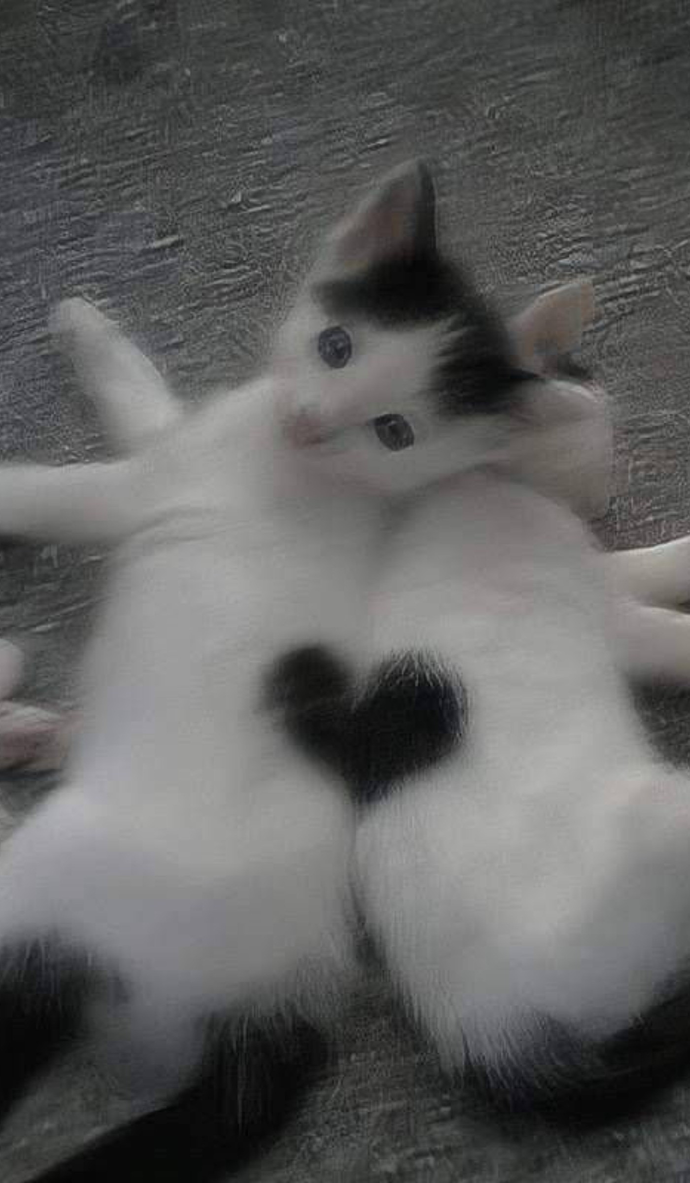 گربه هایی که در کنار هم قلبی را درست کردند