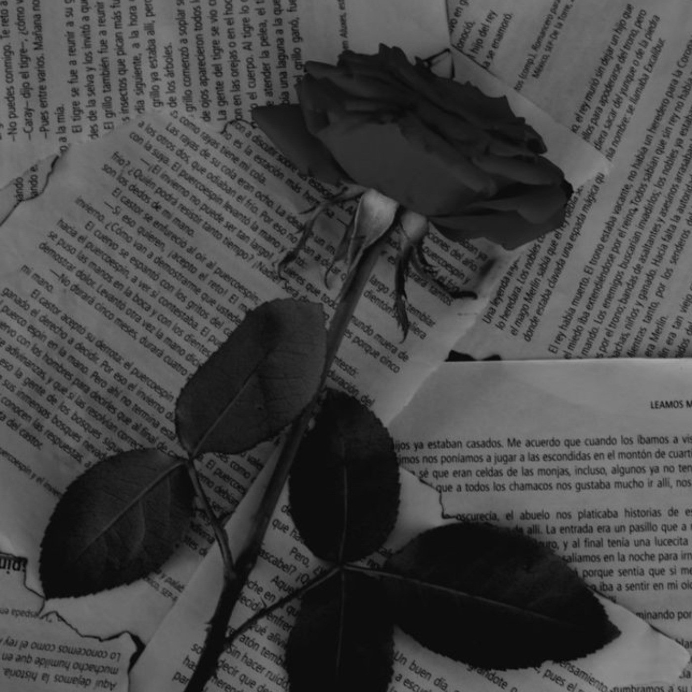 گل رز سیاه . . . . . / / / / / 