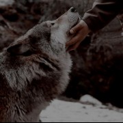 پروفایل گرگ در طبیعت ، گرگ و انسان