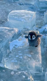 حالا که فکر میکنم به بچه پنگوئن ها خیلی کم توجهی شده :)))
