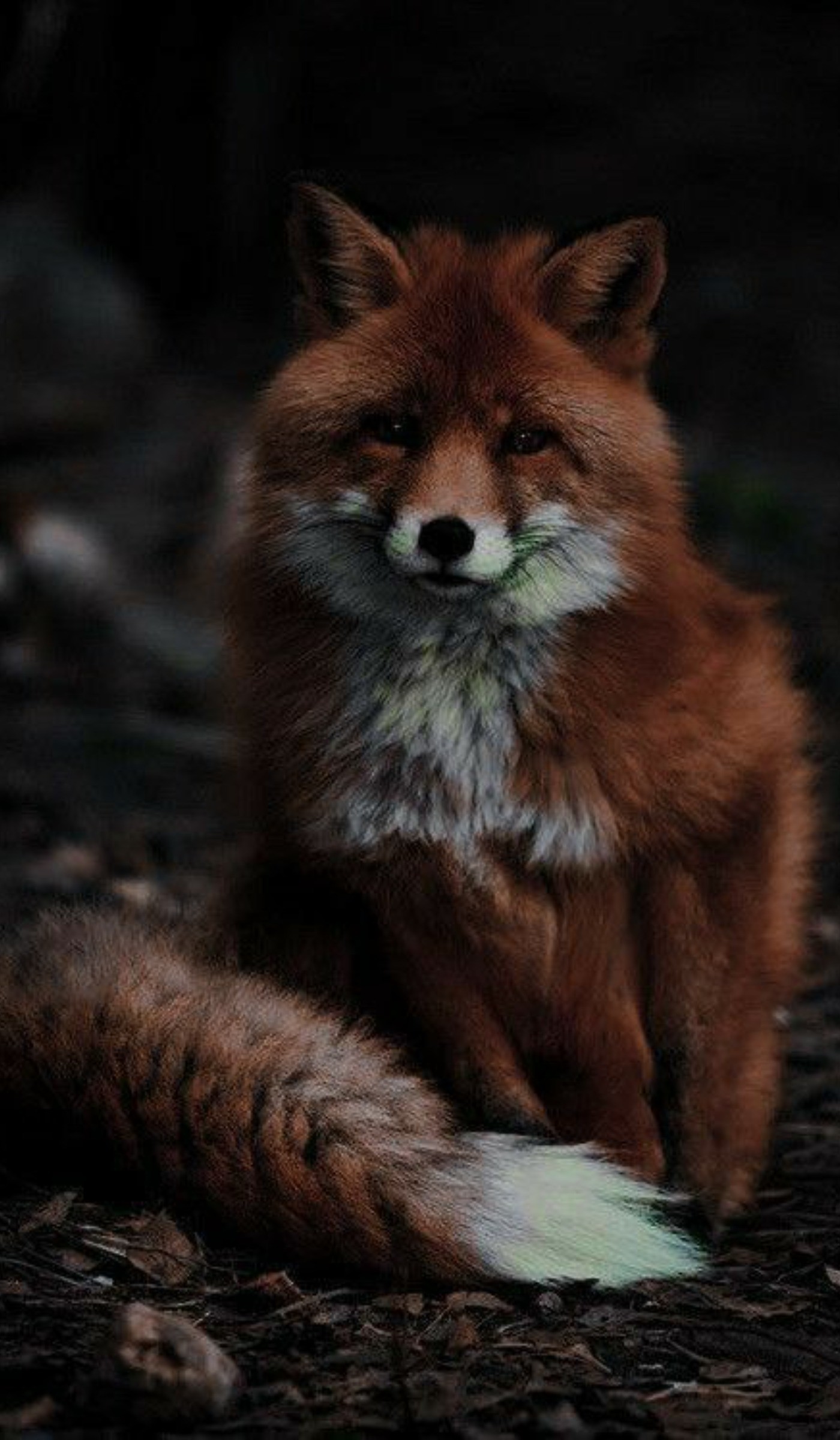 عکس استوری حیوانات اهلی وحشی روباه