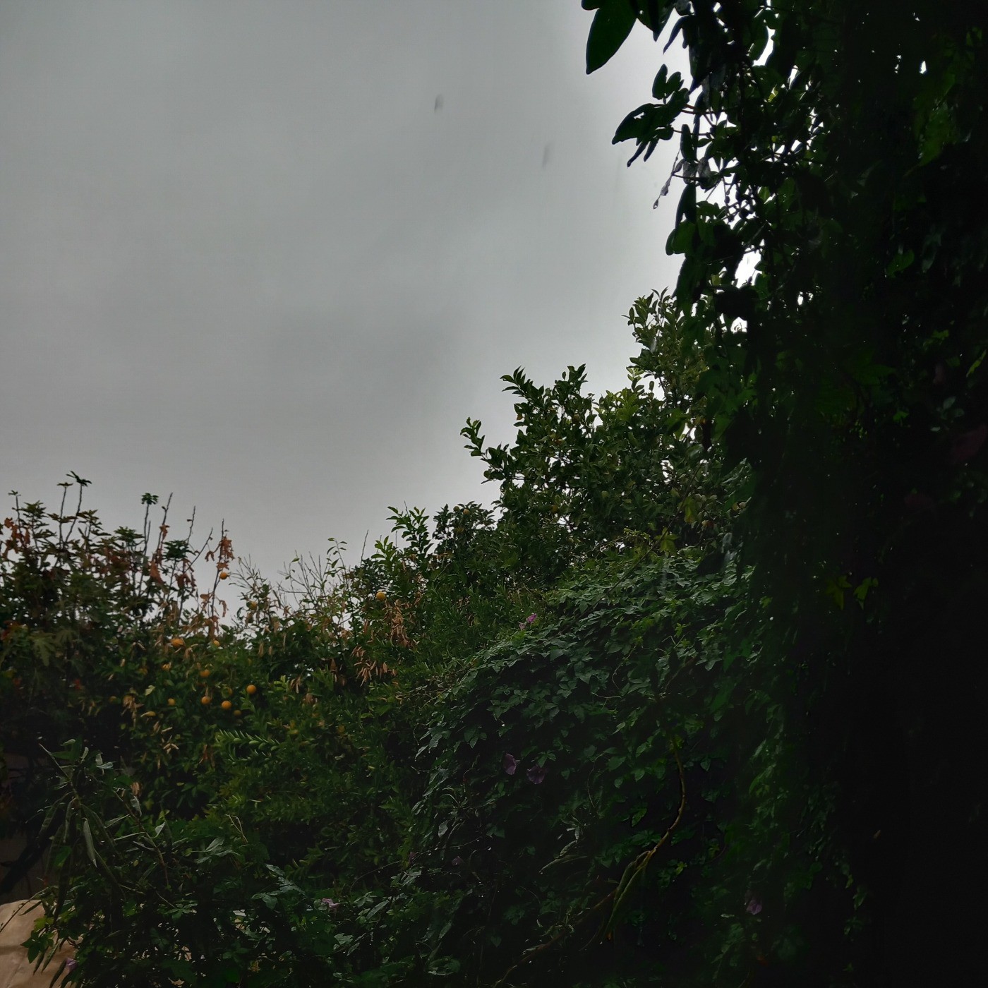 عکاسی از باغچه حیاط درختان بارون زده !