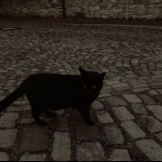 پروفایل خیابان سکوت گربه سیاه تنها