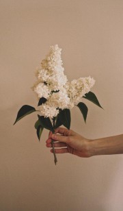 بک گراند گل تم ساده کرم سفید طبیعی