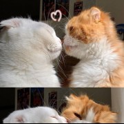 عکس عاشقانه دوتا گربه ملوس ۰۰۰۰