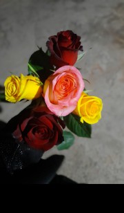 گل رز رنگی برای استوری زیبا و طبیعی