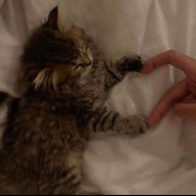 گربه پیشی عاشقانه عکس کیوت پروفایل
