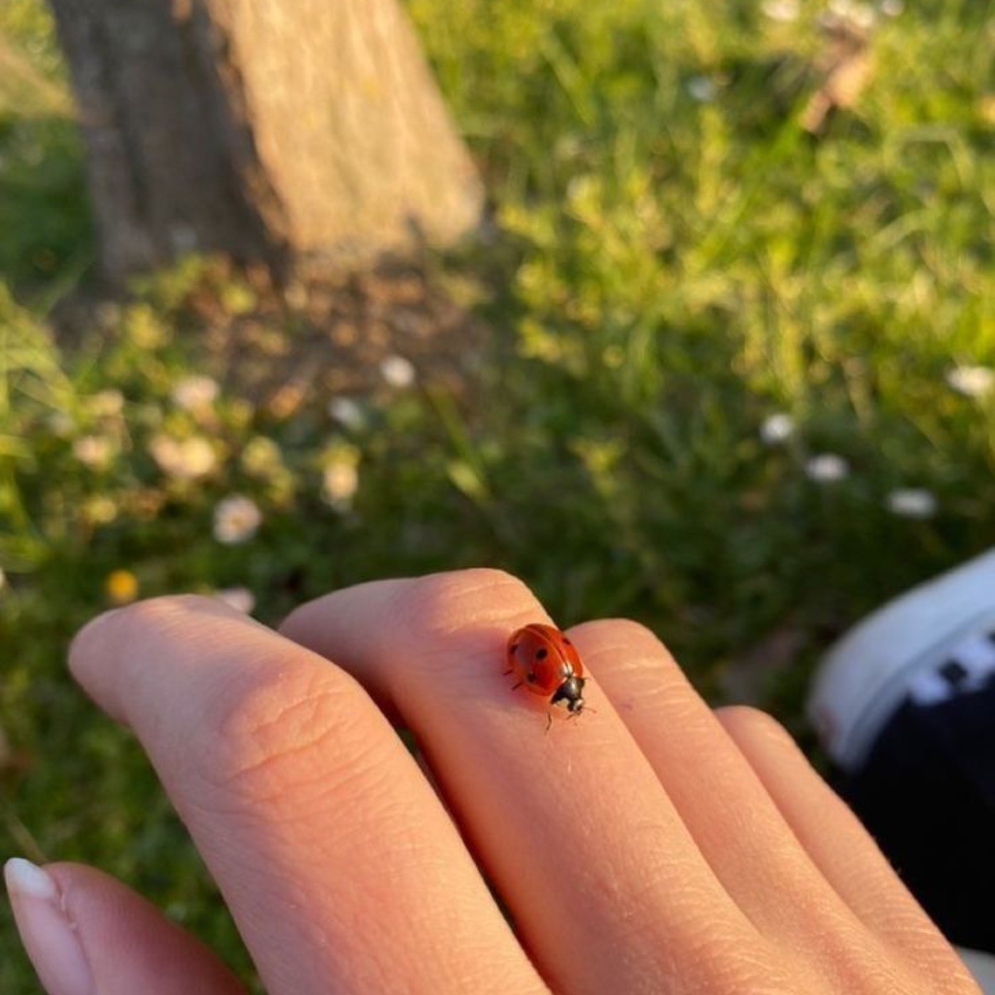 .................☘🐞🌳.................