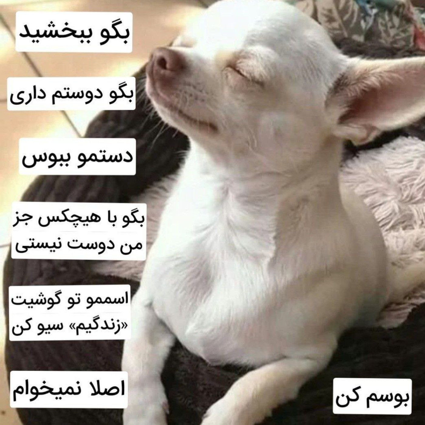 وقتی دوستم میاد برای منت کشی واکنش من😂😊