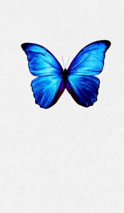 پروانه با پرهای قشنگش دل هارو میبره