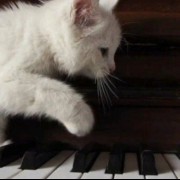 فکت: گربه ها قبل تولدشان پیانو بلد بودن(: