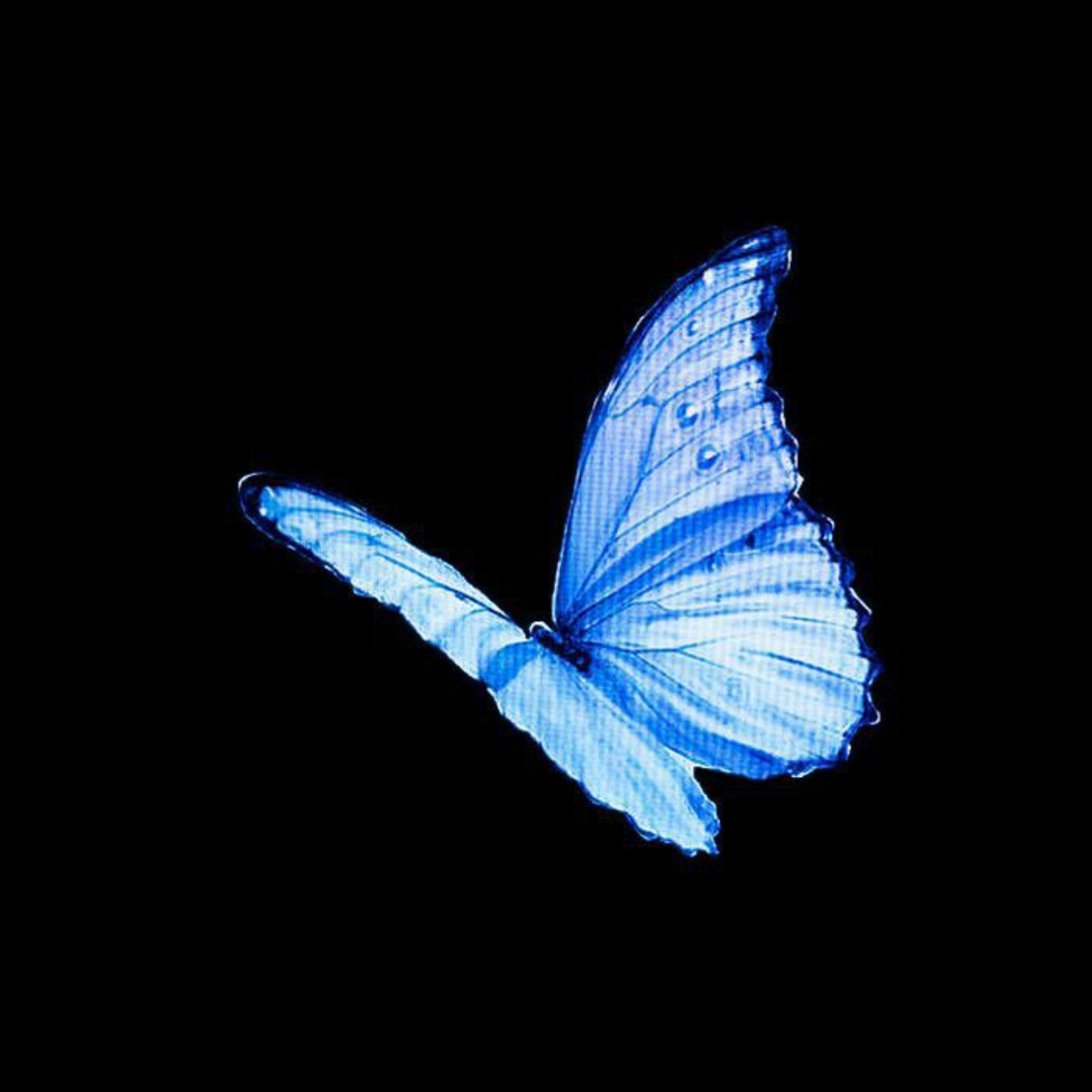 "‌‌‌‌‌‌‌‌‌‌‌‌‌‌‌‌‌‌‌‌پروانه آبی"