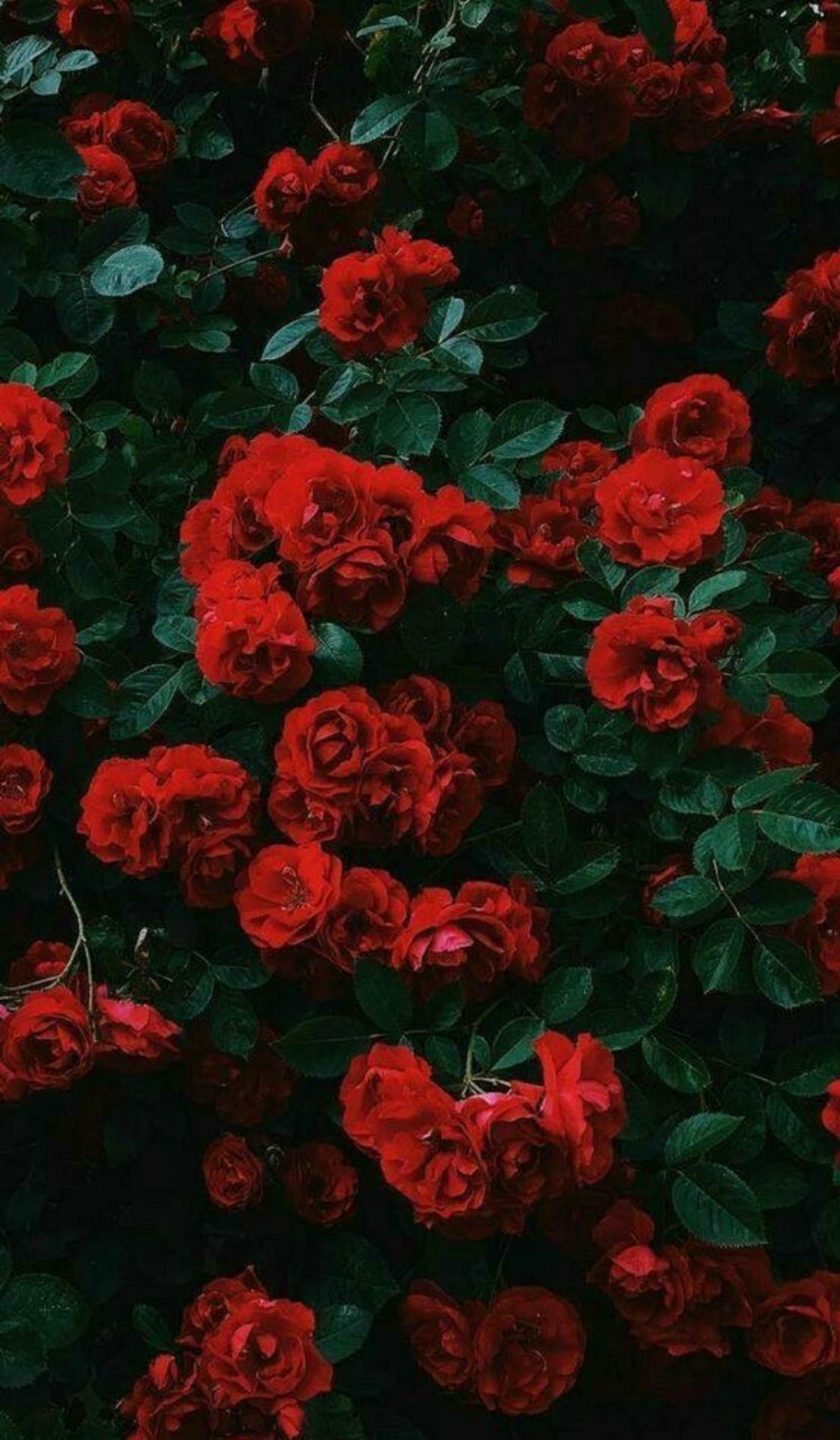 پس زمینه طبیعت گل سرخ🌹🌹🌹🌹🌹🌹 