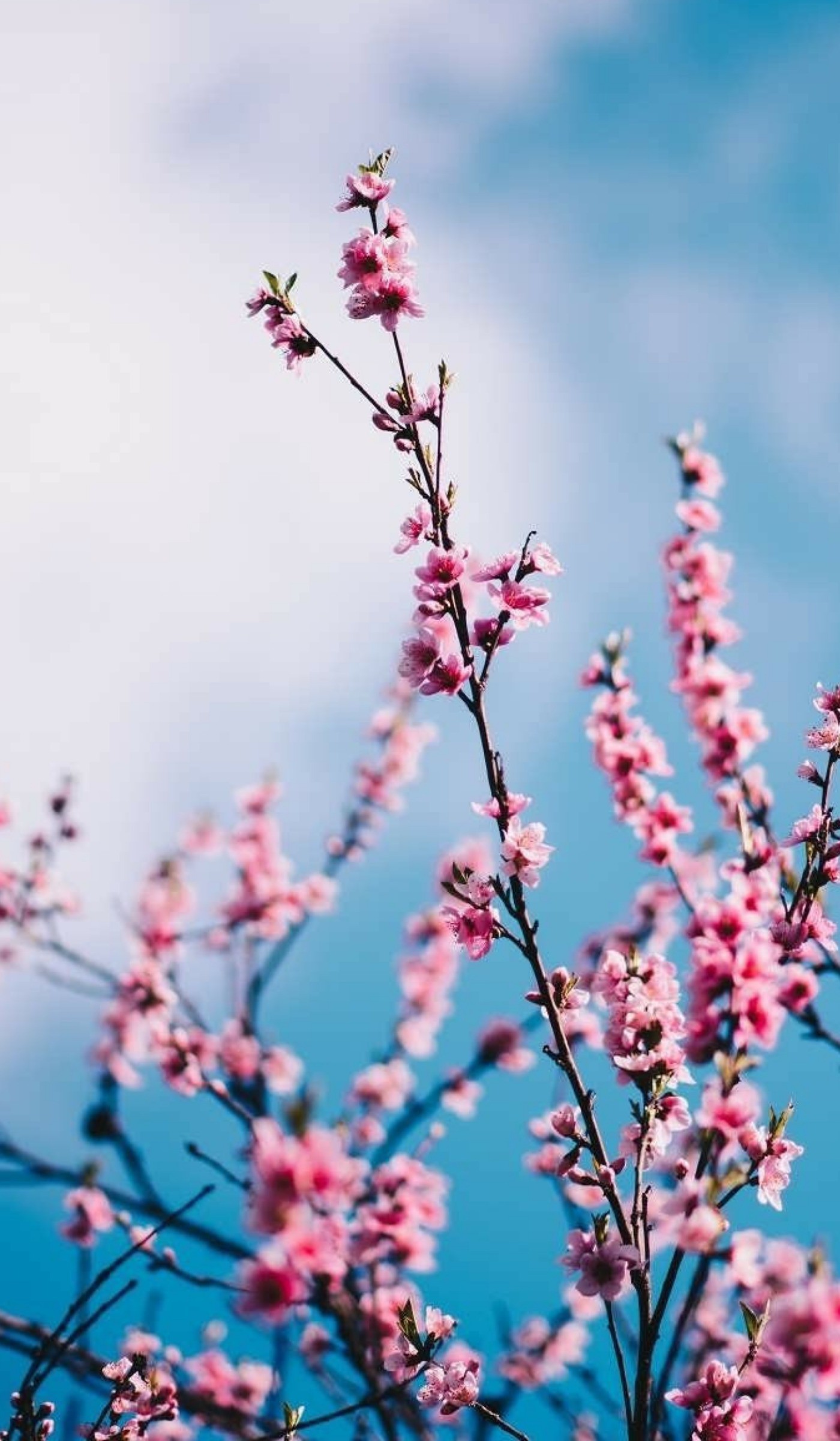 استوری هنری شکوفه های بهاری در روز های بهاری 