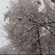 کاش امشبم بباره:) ‌ ‌ ‌ ‌ ‌ ‌ ‌ 