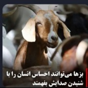 بعد بگید بز بگه اینم یک قابلیت دیگه که بعضی انسان ها حتا ندا