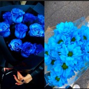 My blue rose. .