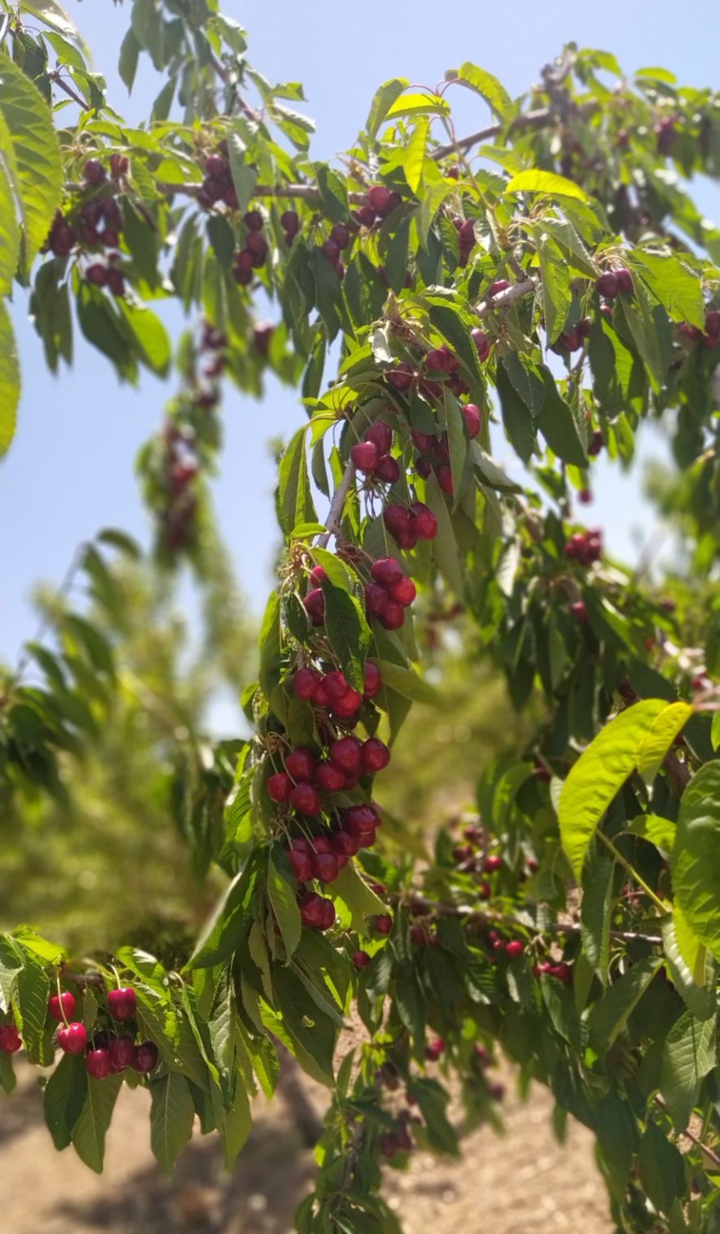 گیلاس 🍒........................