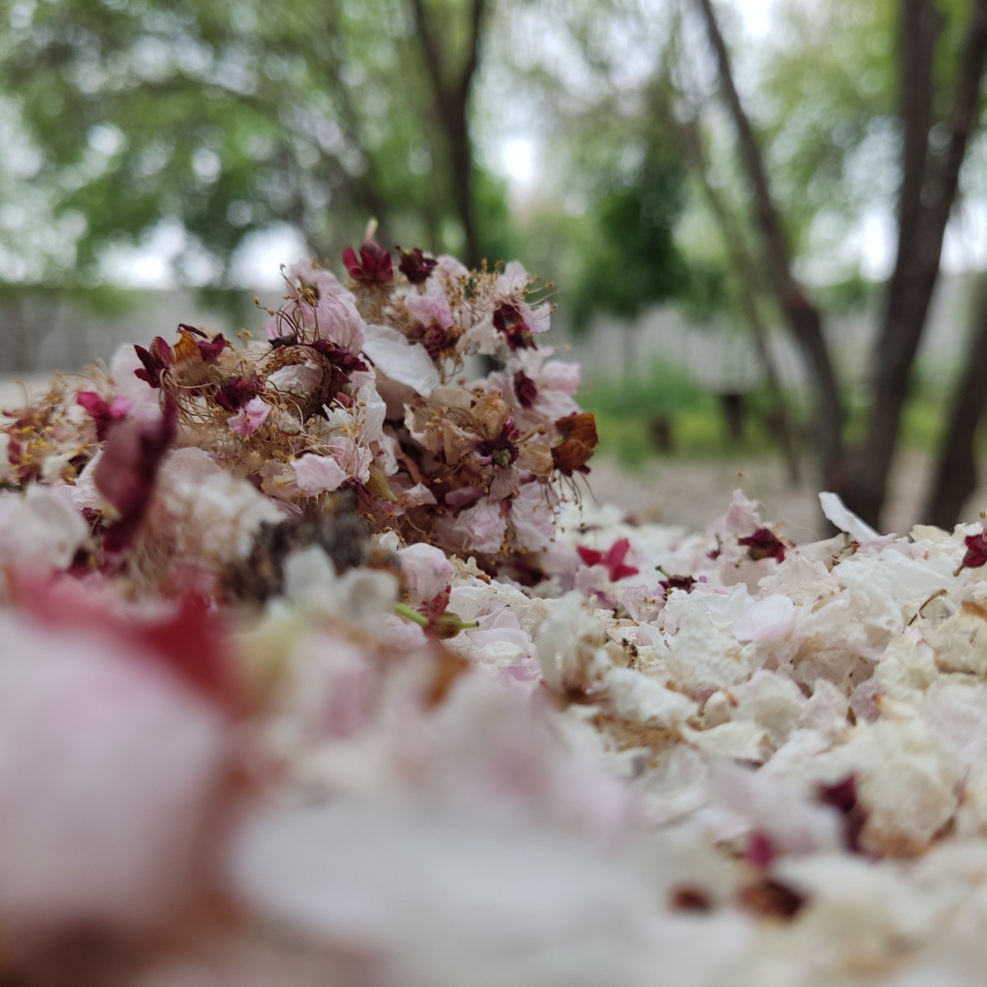 گل کوچک به خاک می‌افتد. راه پروانه را می‌جُست