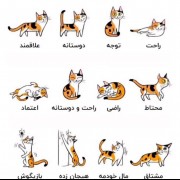 🐱🐱🐱🐱زبان گربه ای بیاموزید😹😸