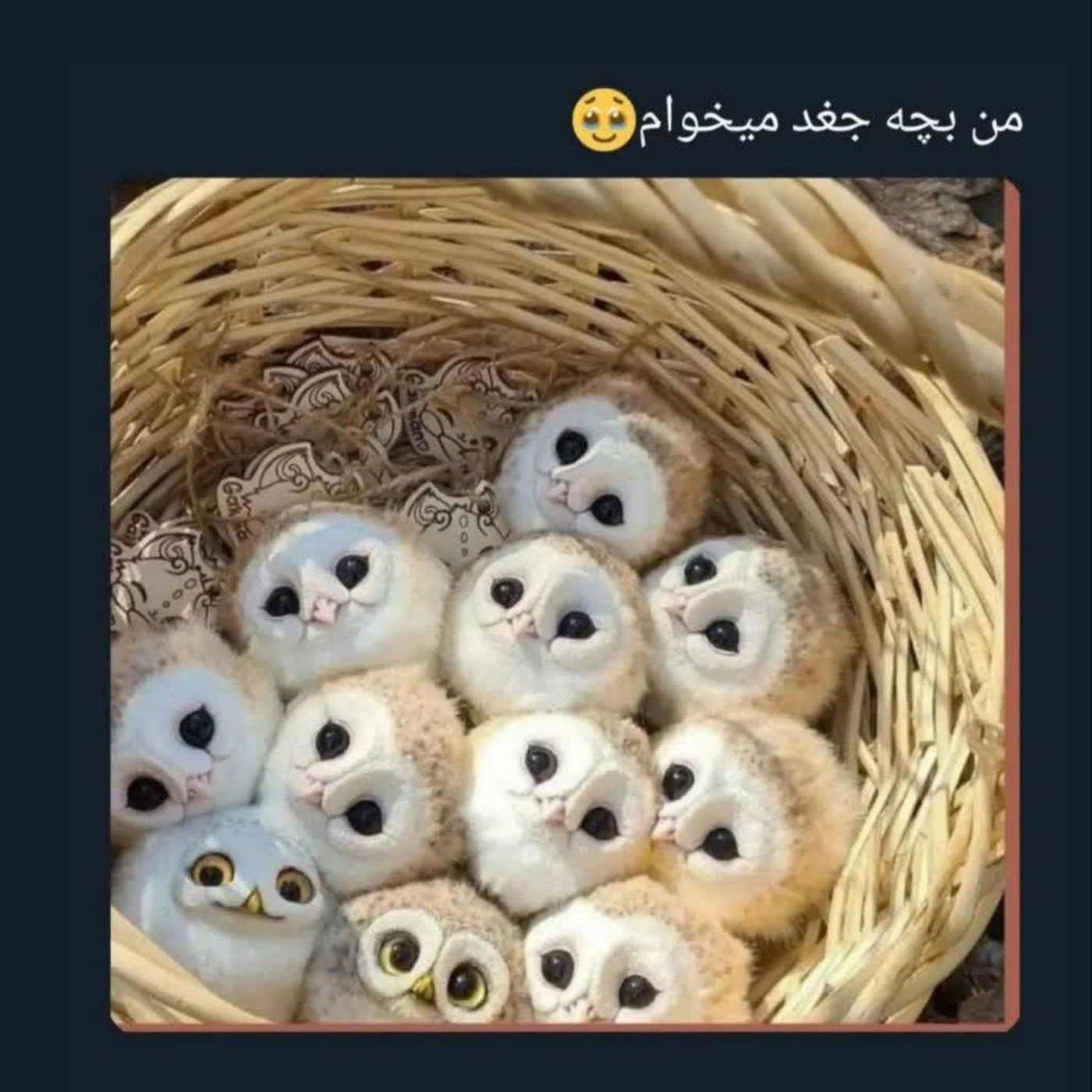 ناز ترین بچه جغد ، بچه گوگولی ها😍