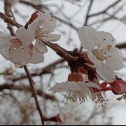 یک روز بارانی با شکوفه های درخت زردآلو🌱