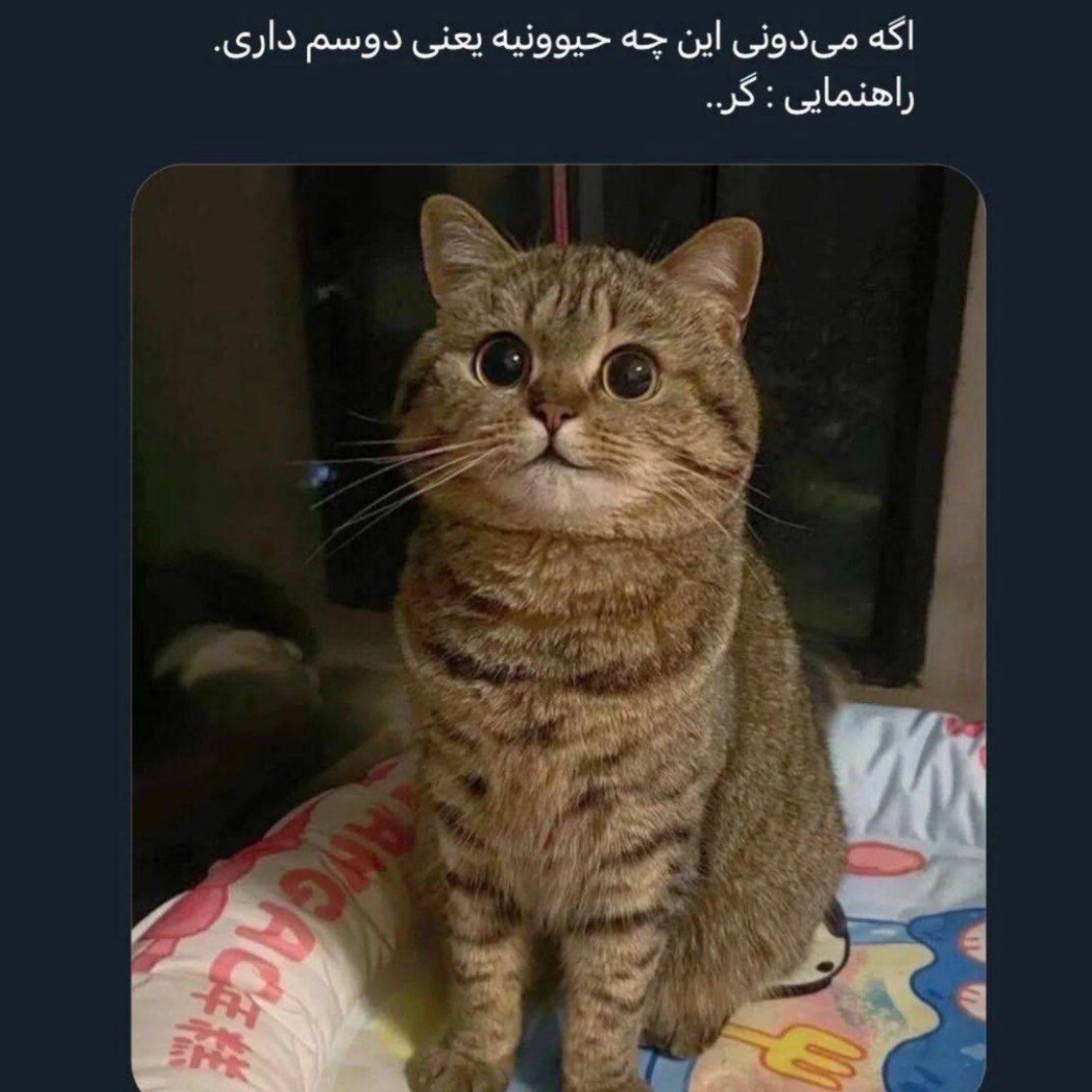 بچه ی منه فالوش نکنی خری کامنت بزار یزره